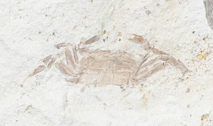 Fossil Pea Crab (Pinnixa) From California - Miocene #42929